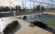 Zeehondencrèche Lenie 't Hart